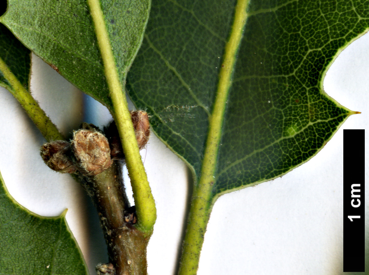High resolution image: Family: Fagaceae - Genus: Quercus - Taxon: ×kewensis (Q.cerris × Q.wislizeni)